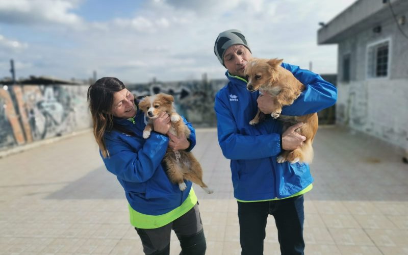 Bari, al via il progetto per sterilizzare gratis i cani delle masserie di Altamura