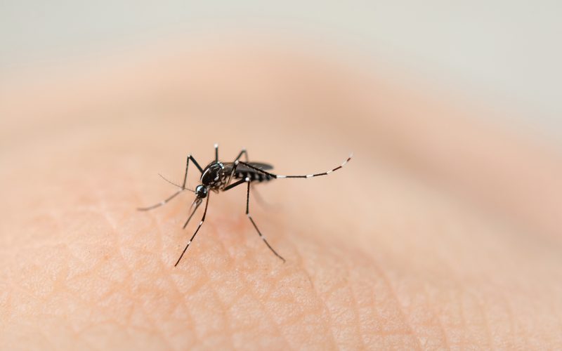 Close up mosquito sucking blood from human skin